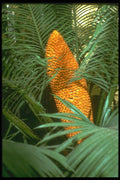 152069 Cycas Circinalis (Sago Palm) A4 Photo Print