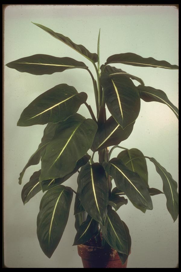 152070 Dieffenbachia Oestedii (Dumb Cane) A4 Photo Print