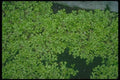 152072 Selaginella Kraussiana (Trailing Selaginella) A4 Photo Print