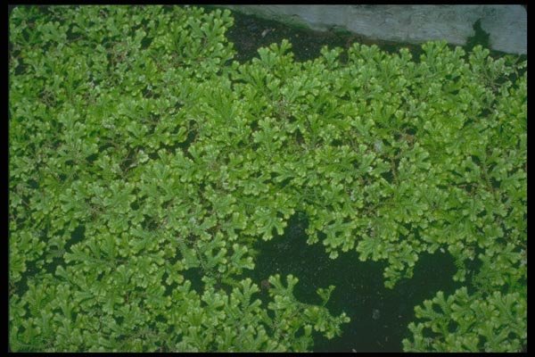 152072 Selaginella Kraussiana (Trailing Selaginella) A4 Photo Print