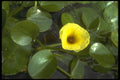 152073 Hydroclerys Peltatum (Water Poppy) A4 Photo Print