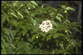 152074 Hoya Bella (Miniature Wax Plant) A4 Photo Print