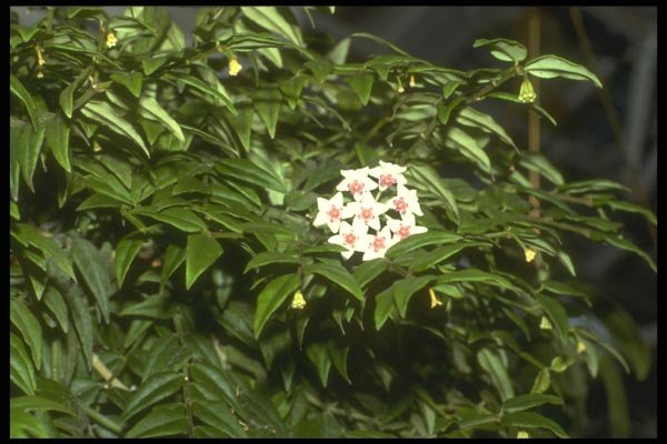 152074 Hoya Bella (Miniature Wax Plant) A4 Photo Print