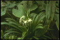 152075 Hymenocallis Littoralis (Spider Lily) A4 Photo Print