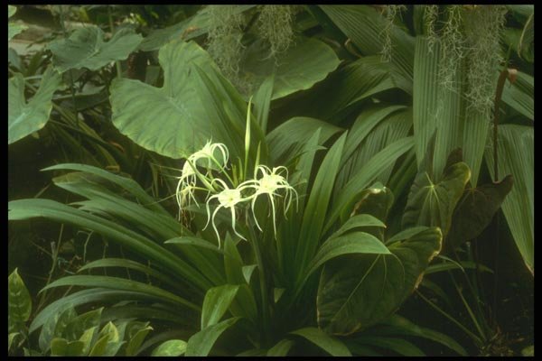 152075 Hymenocallis Littoralis (Spider Lily) A4 Photo Print