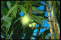 152076 Eugenia Jambos (Rose Apple) A4 Photo Print