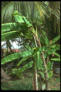 152077 Musa Sp Guadeloupe (Banana) A4 Photo Print