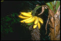 152078 Musa Nana (Dwarf Banana) A4 Photo Print