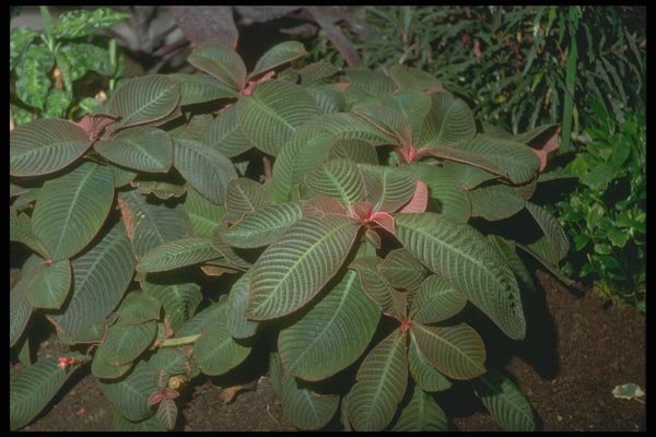 152079 Hoffmannia Refulgens (Taffeta Plant) A4 Photo Print