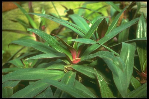 152081 Rhoe Spathacea (Moses In The Cradle) A4 Photo Print