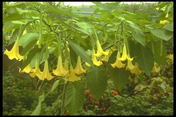 152082 Brugmansia X Insignis (Angel's Trumpet) A4 Photo Print