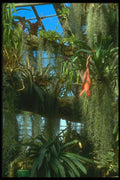 152084 Billergia A4 Photo Print