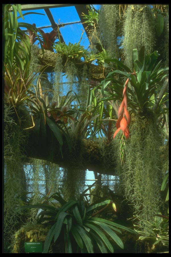 152084 Billergia A4 Photo Print