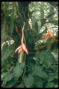152085 Billergia Venezuelana A4 Photo Print