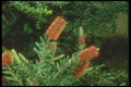 152086 Callistemon (Albany Bottlebrush) A4 Photo Print