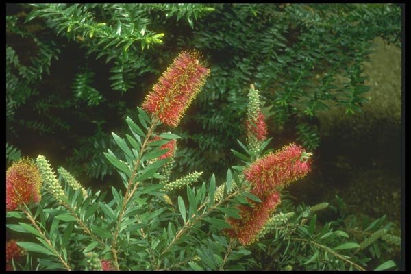 152086 Callistemon (Albany Bottlebrush) A4 Photo Print