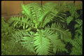 152087 Blechnum Gibbum (Miniature Tree Fern) A4 Photo Print