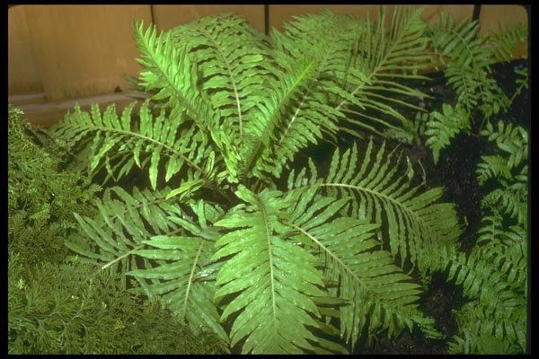 152087 Blechnum Gibbum (Miniature Tree Fern) A4 Photo Print