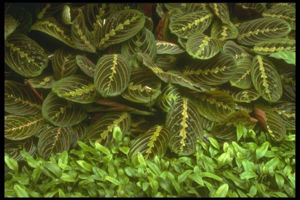 152088 Calathea Hybrid A4 Photo Print