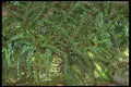 152089 Pellaea Rotundifolia (Button Fern) A4 Photo Print