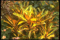 152090 Codiaeum Variegatum (Garden Croton) A4 Photo Print