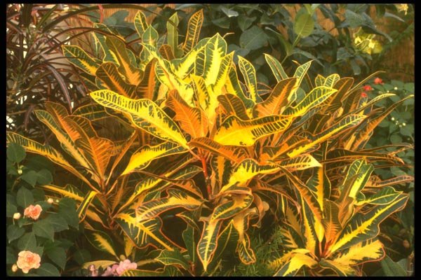 152090 Codiaeum Variegatum (Garden Croton) A4 Photo Print