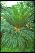 152091 Cycas Revoluta (Sago Palm) A4 Photo Print