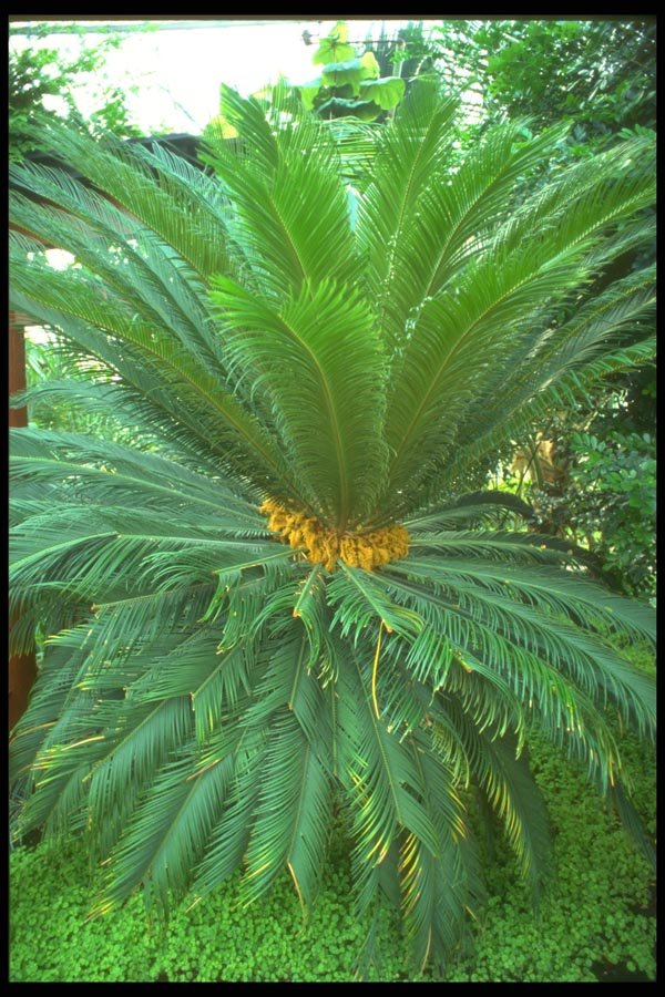 152091 Cycas Revoluta (Sago Palm) A4 Photo Print