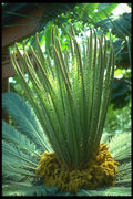 152092 Cycas Revoluta (Sago Palm) A4 Photo Print