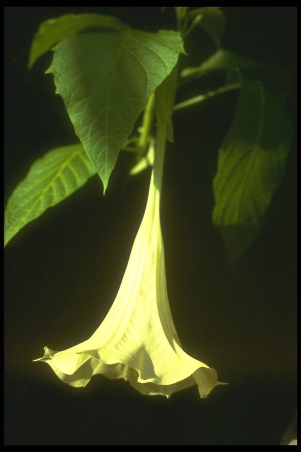 152093 Brugmansia X Candida (Angel's Trumpet) A4 Photo Print