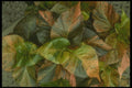 152094 Acalypha Wilkesiana (Jacob's Coat) A4 Photo Print
