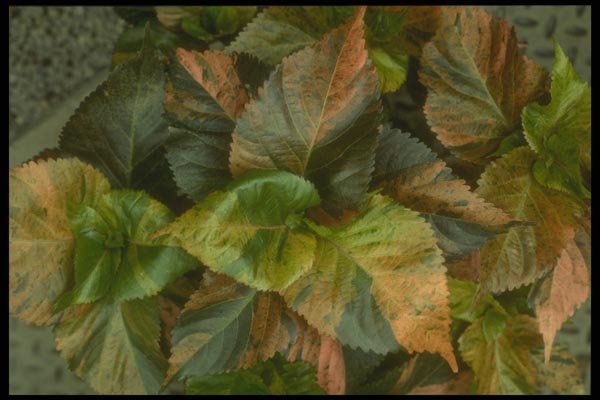 152094 Acalypha Wilkesiana (Jacob's Coat) A4 Photo Print