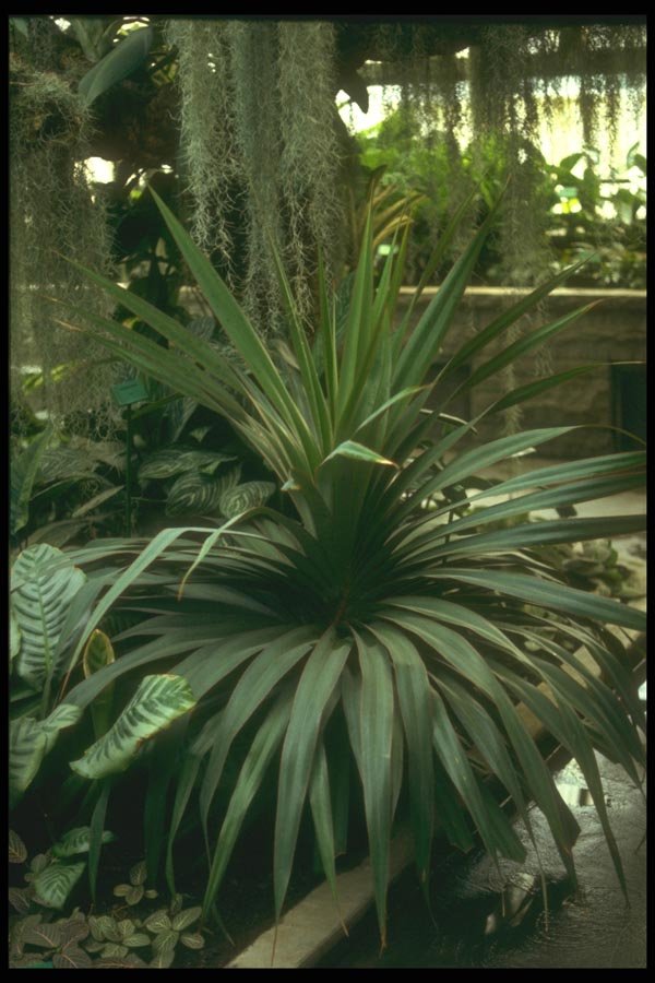 152095 Pandanus Tectorius (Pandanus Palm) A4 Photo Print
