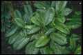 152097 Aglaonema Robelinii (Painted Drop Tongue) A4 Photo Print
