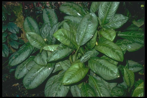152097 Aglaonema Robelinii (Painted Drop Tongue) A4 Photo Print