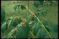 152098 Coffea Arabica (Coffee) A4 Photo Print