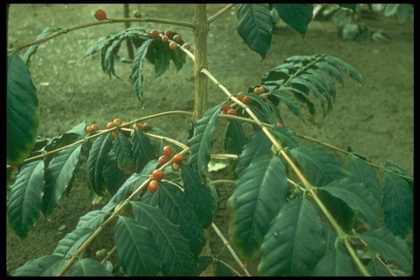 152098 Coffea Arabica (Coffee) A4 Photo Print