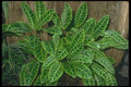 152099 Calathea Zebrina Var. Humilior (Zebra Plant) A4 Photo Print