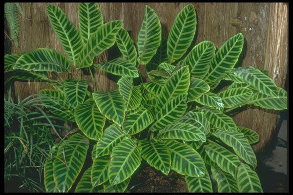 152099 Calathea Zebrina Var. Humilior (Zebra Plant) A4 Photo Print