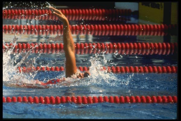 153058 Elegance Of A Champion A4 Photo Print