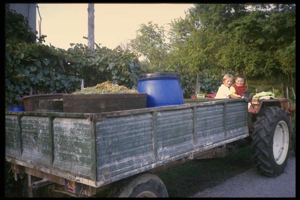 154004 Grape gathering In Zagorje Region A4 Photo Print