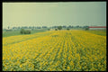 154011 Sunflower Field In Eastern Croatia A4 Photo Print