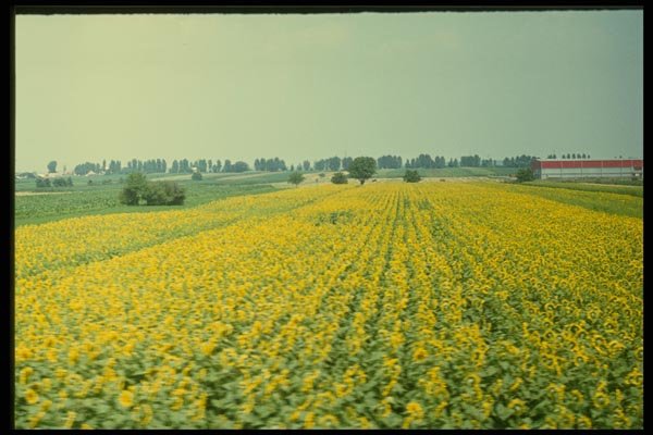 154011 Sunflower Field In Eastern Croatia A4 Photo Print