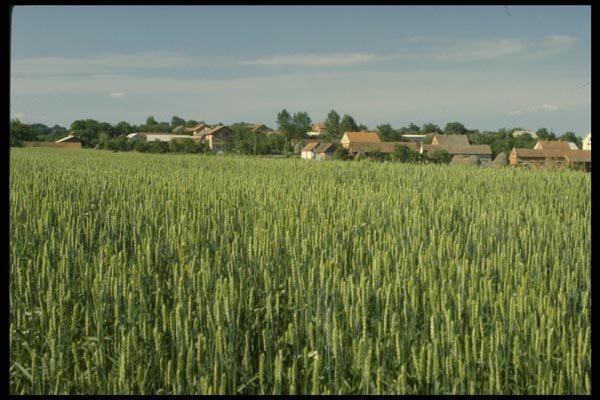 154016 Country Scene, Northeast Croatia A4 Photo Print