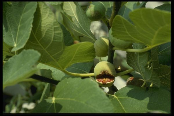 154051 Figs Growing Along The Adriatic Coast A4 Photo Print