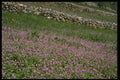 154069 Mt. Dinara Meadow A4 Photo Print