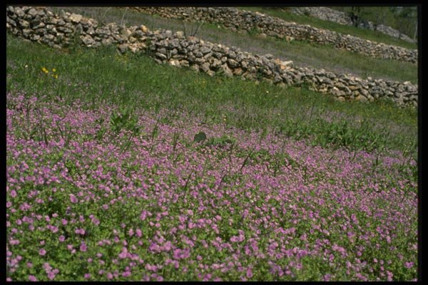 154069 Mt. Dinara Meadow A4 Photo Print