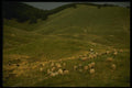 154076 Mt. Velebit Sheep Breeding A4 Photo Print