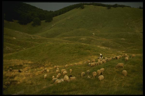 154076 Mt. Velebit Sheep Breeding A4 Photo Print