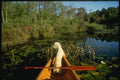 155020 Canoe And Poodle A4 Photo Print